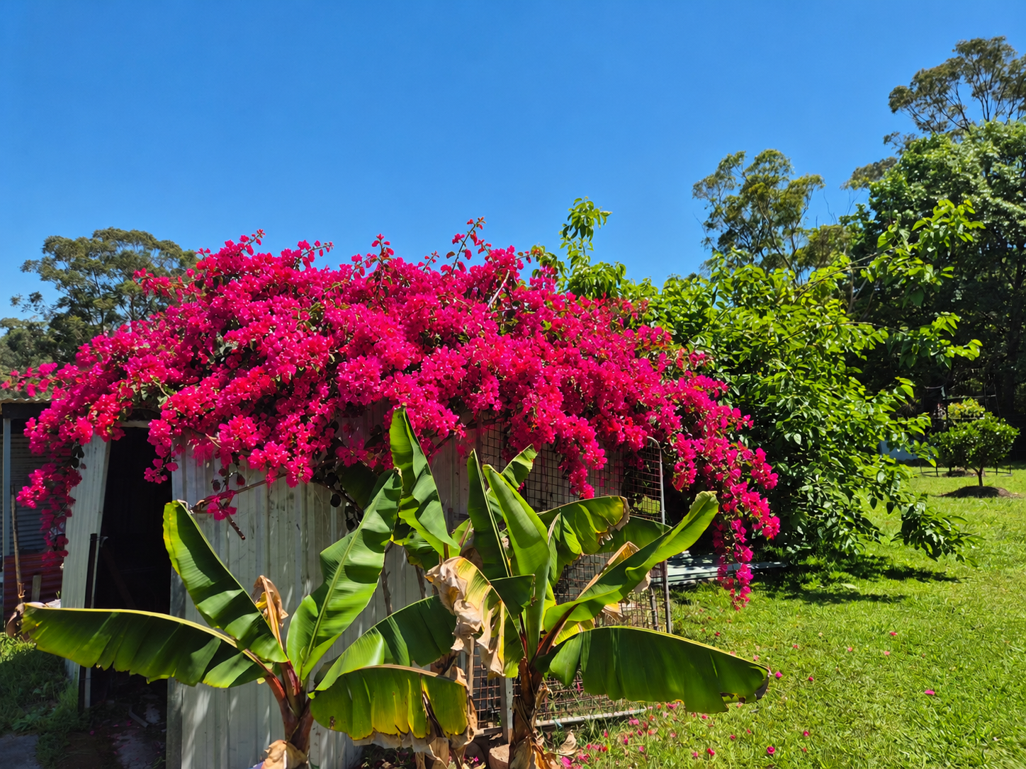 三角梅花景 · 花景效果示意